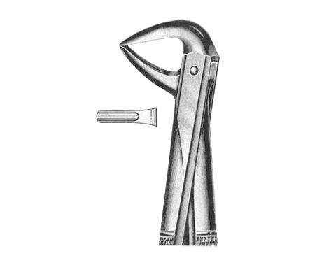 Extracting Forceps English Pattern
